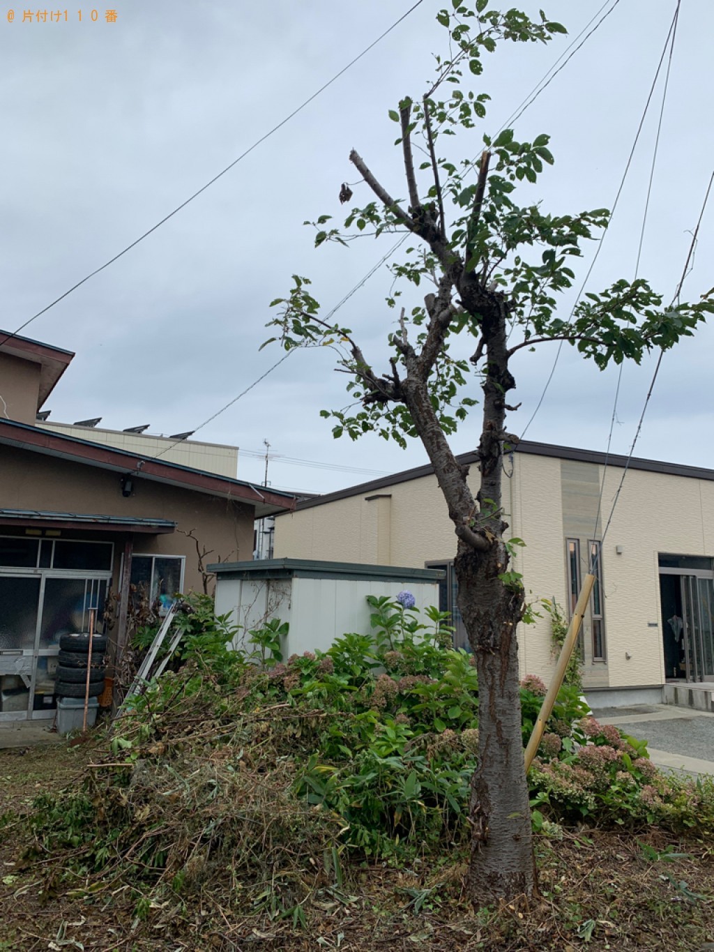 木の伐採作業ご依頼　お客様の声